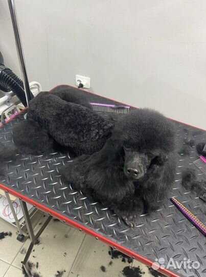 Грумер стрижка собак