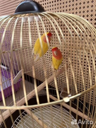 Попугаи неразлучники