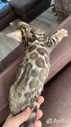 Бенгальские котята с документами