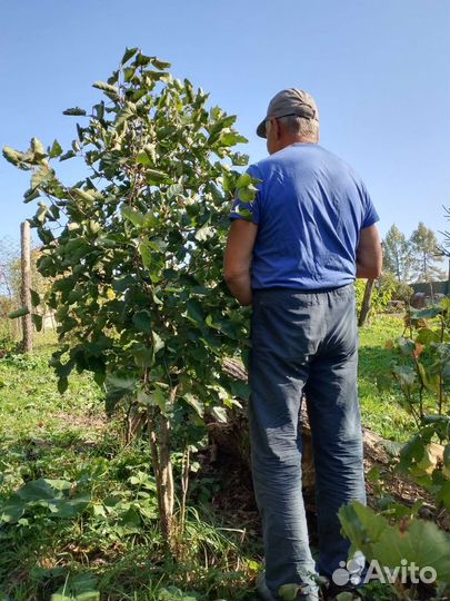 Боярышник крупноплодный