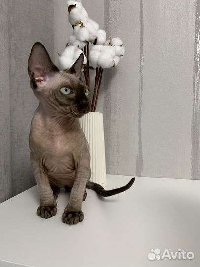 Канадский сфинкс котенок мальчик