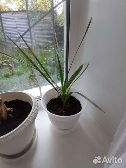 Финиковая пальма