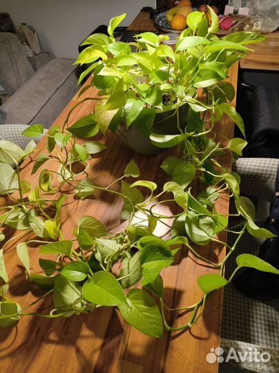 Эпипремнум неон