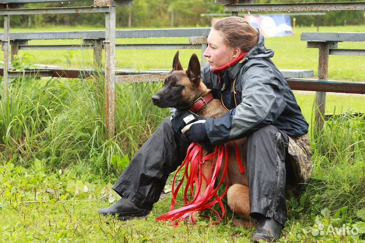 Дрессировка собак кинолог