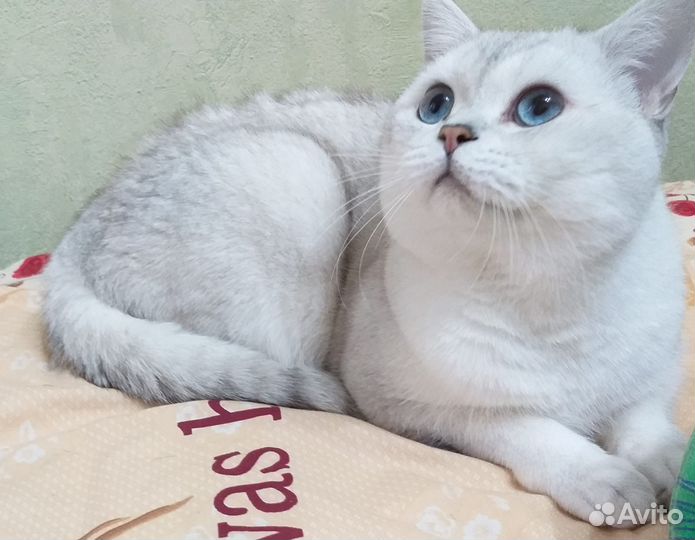 Голубоглазый котик