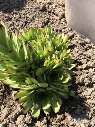 Молодило гибридное Mahogany (Каменная роза)