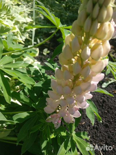 Люпин цветы