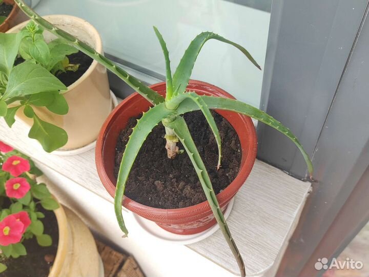 Алоэ лечебный