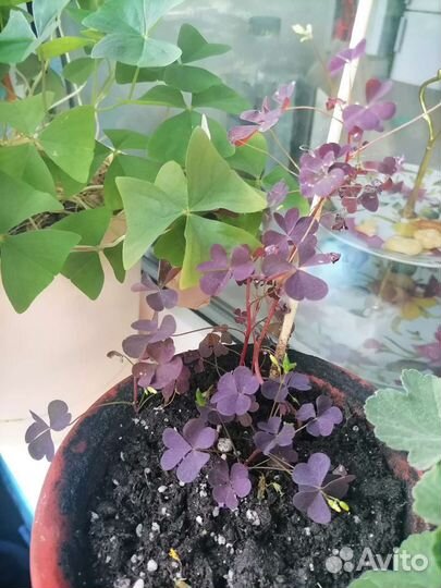 3 вида Кислицы