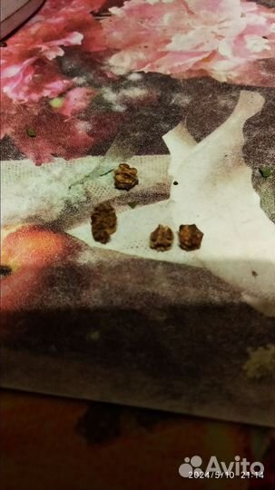 Семена кормовой свеклы