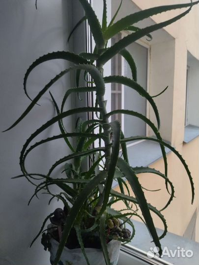 Алоэ лечебный