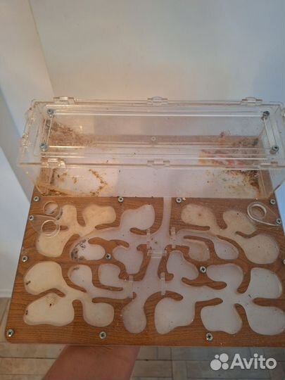 Муравьиная ферма без муравьев