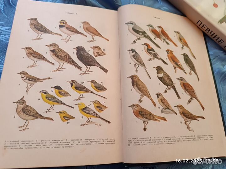 Второв, Дроздов Определитель птиц фауны СССР