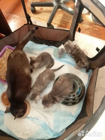 Шотландские прямоухие котята