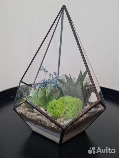 Флорариум капля малая