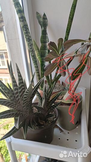 Суккуленты разные