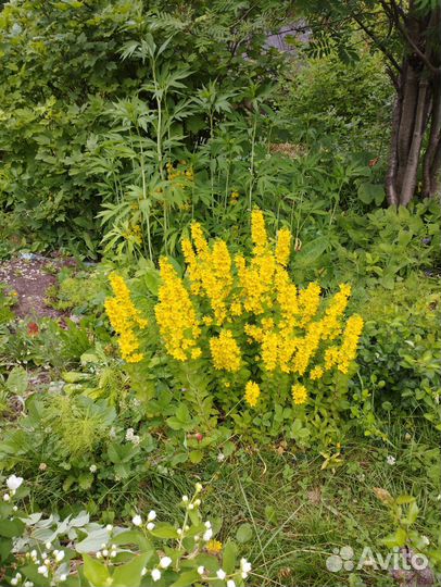 Тематические клумбы