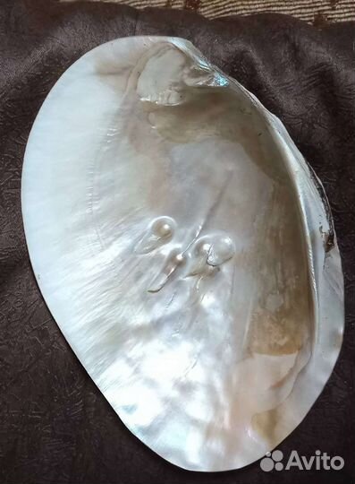 Ракушка с жемчугом