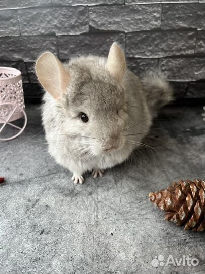 Шиншилла ангора
