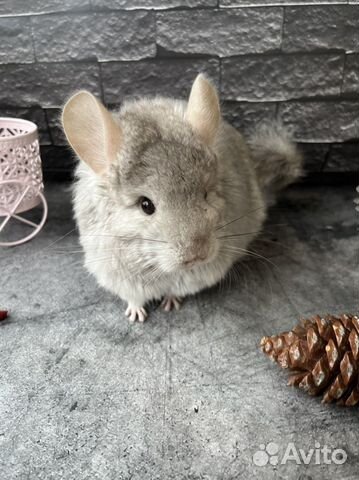 Шиншилла ангора