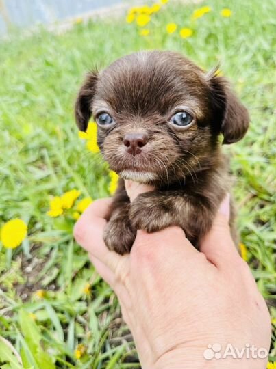 Чихуахуа мини Девочки