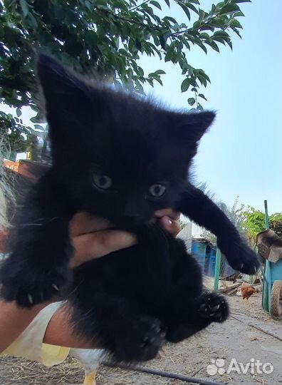 Котёнок в дар