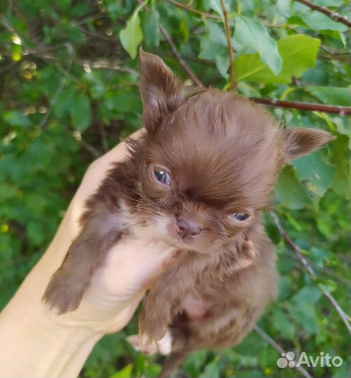 Чихуахуа мини девочка