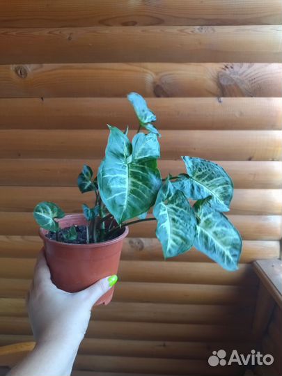 Сингониум бронь