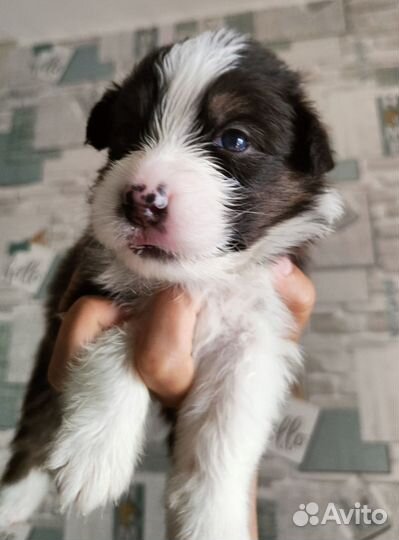 Австралийская овчарка