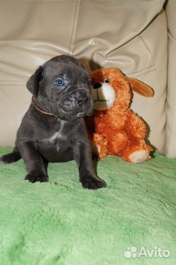 Щенки кане Корсо