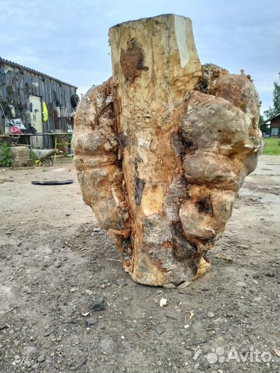 Кап, сувель березовый