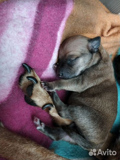 Той-терьер щенки