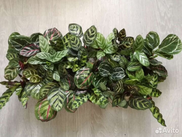 Замиокулькас черный и вариегатный Аглаонемы Алоказ