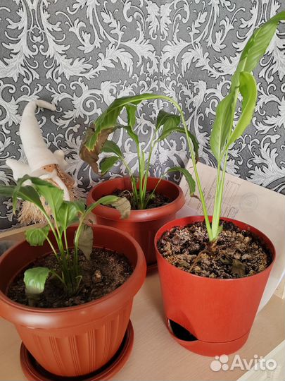 Спатифиллум