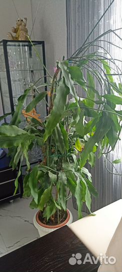 Эпифиллум Оксипеталум