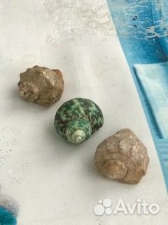 Морские ракушки раковины
