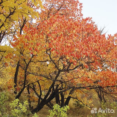 Семена абрикос маньчжурский орехи разные виды