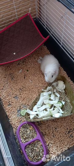 Зооняня/передержка мелких животных