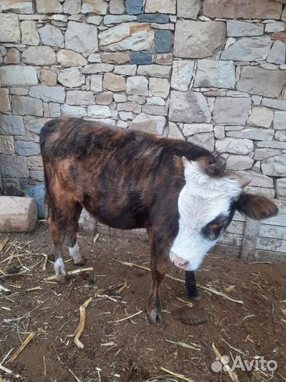 Телята, бычки