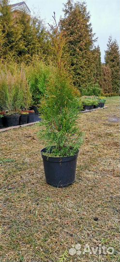 Продам туи, туя с питомника