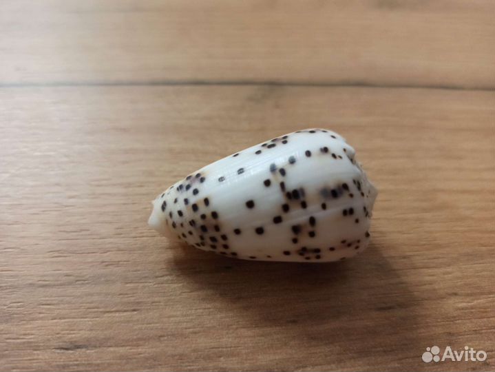 Морская раковина