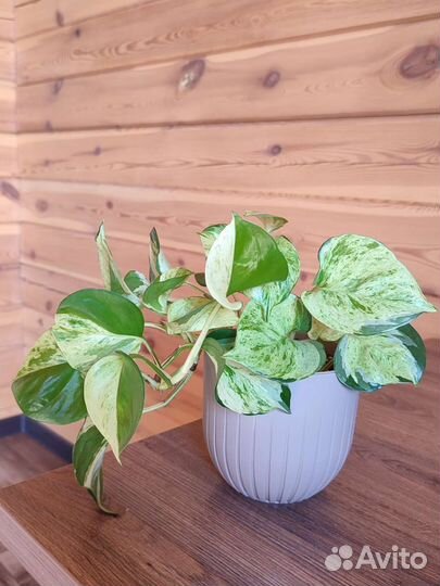 Сциндапсус хэппи лиф