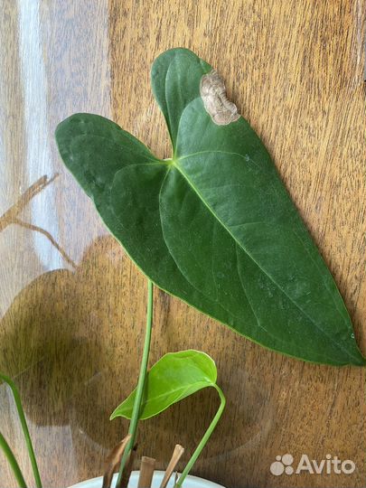 Антуриум (мужское счастье)