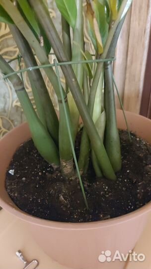 Замиокулькас