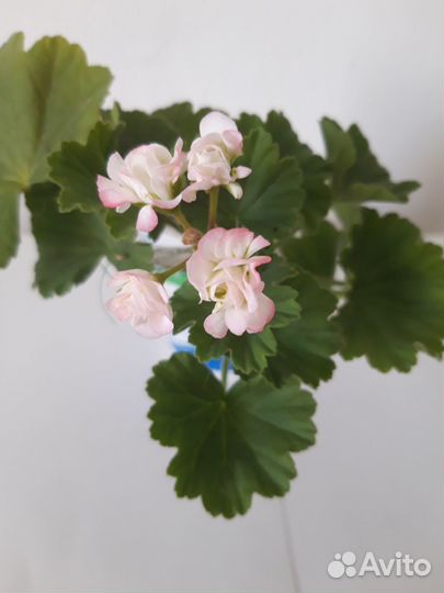 Пеларгония розебудная Sutarves Nada K