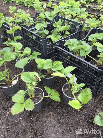 Рассада клубники Купчиха