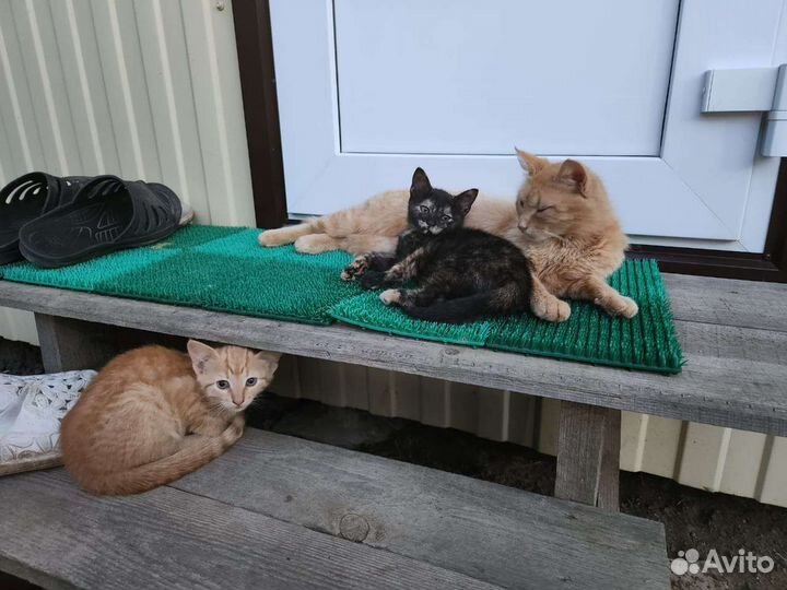 Отдам котят в добрые руки