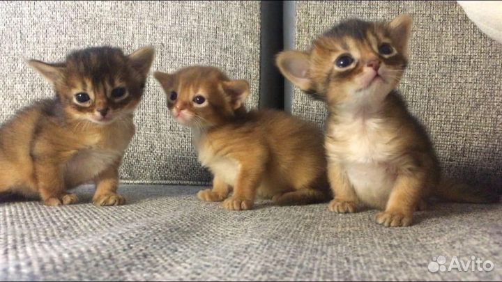 Сомалийские котята, кошки