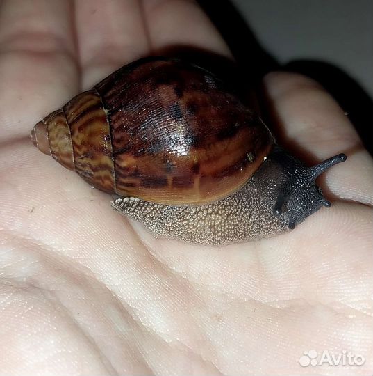 Улитки тигры и иктерики