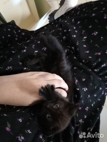 Котенок в добрые руки